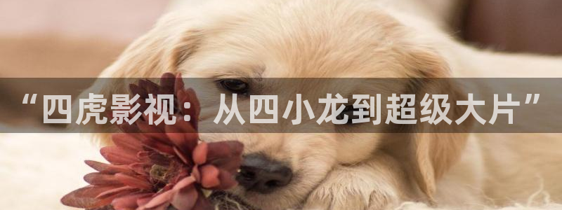 www欧美影院：“四虎影视：从四小龙到超级大片”