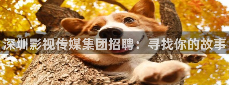 欧美影院在线免费观看：深圳影视传媒集团招聘：寻找你的故事